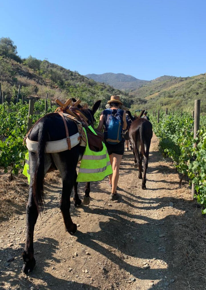 Randonner avec des ânes Des ânes bâtés avancent sur un chemin au travers d'un champ de vignes.