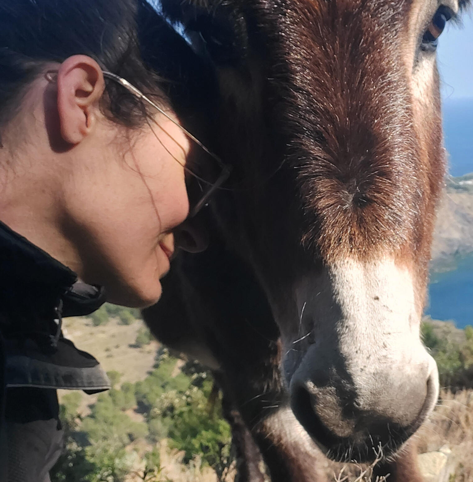 Manou et Coquette Câlinothérapie avec l'ânesse Coquette, Manou pose son front sur la joue de Coquette dans un rayon de soleil