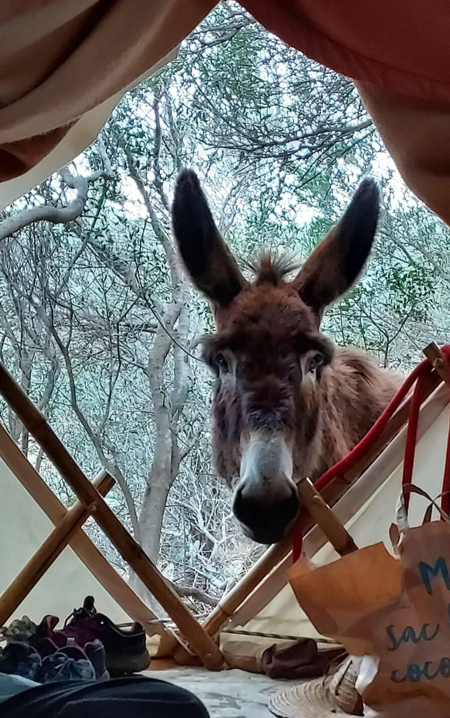 Neulos Âne Neulos passant la tête à travers la porte d'une yourte
