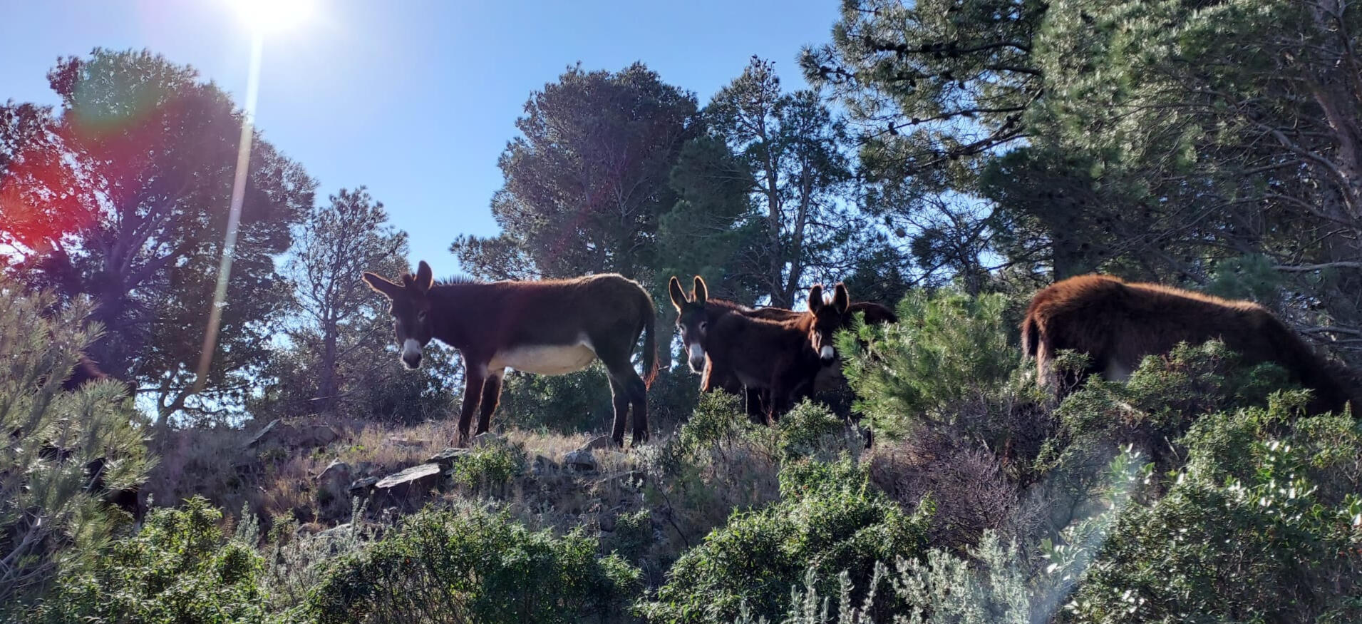 Les ânes au soleil Au milieu de la végétation méditerranéenne apparaissent un groupe d'ânes dans un rayon de soleil.