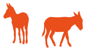 Les ânes au soleil Au milieu de la végétation méditerranéenne apparaissent un groupe d'ânes dans un rayon de soleil.