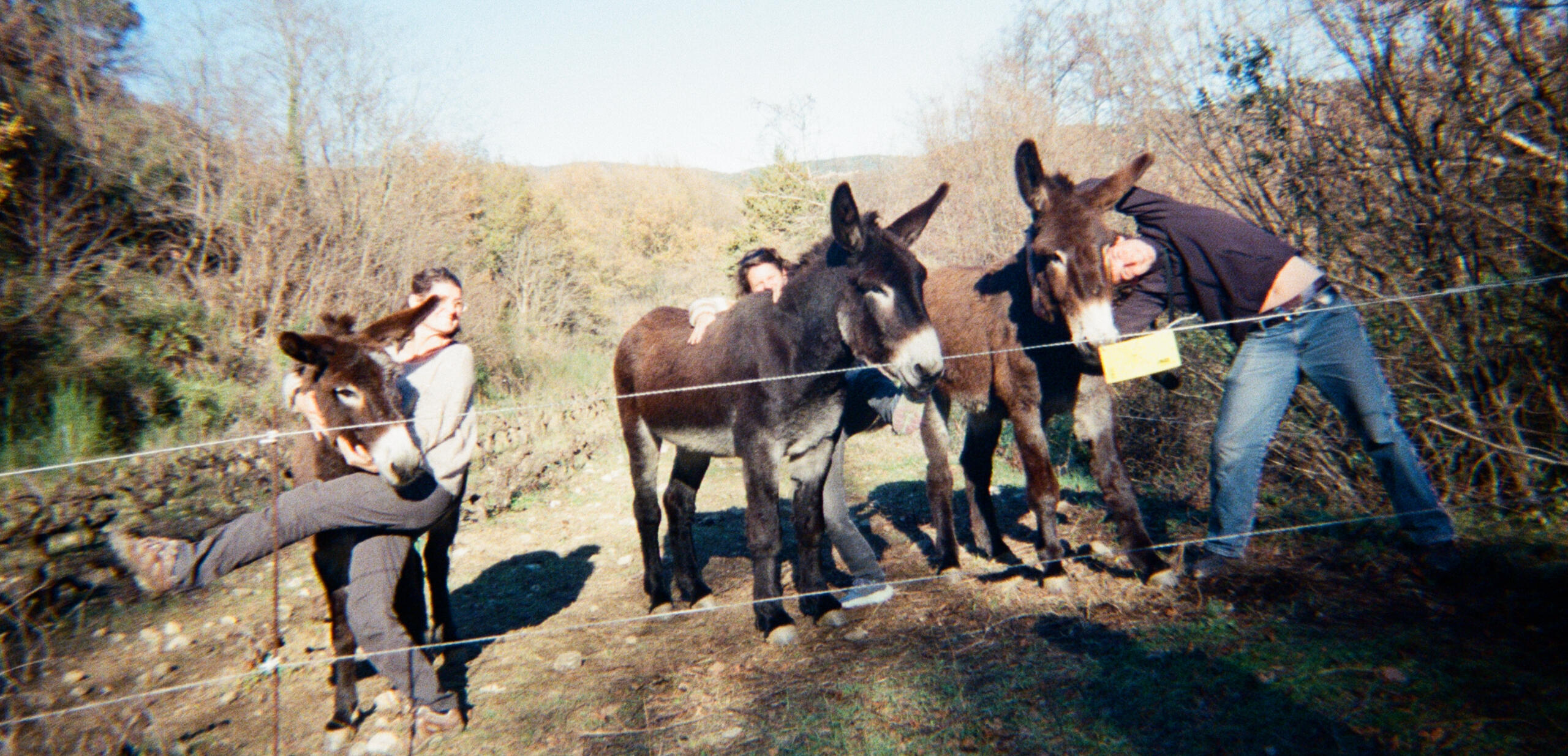 Emmanuelle en accompagnement d'ados par la médiation asine. Sur un chemin de campagne, des adolescents accompagnés d'ânes marchent. L'intervenante en médiation animale, se retourne souriante.